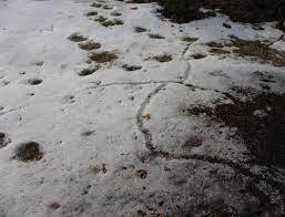 The photo gallery below contains nearly 1000 mammal tracks, scats, and other signs from mammals across north america. Tracks In The Snow Are These Moles Voles