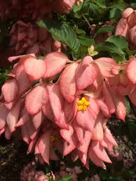 Image result for Mussaenda rivularis