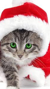 Christmas Wallpaper Iphone 7 Plus Christmas Kitten Christmas Animals Christmas Cats