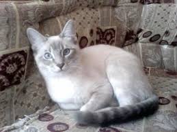 Cry Baby My Lynx Point Siamese Cats Cat Crying Siamese Cats