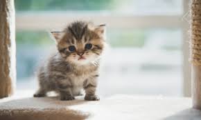 Petition Stop Aux Ventes D Animaux De Compagnie Sur Le Site Le Bon Coin
