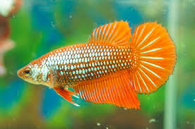 Although i already have named my betta fish female, it is a fabulous idea for people with betta fishes. Female Betta Type Identification Thread Betta Betta Fish Betta Fish Types