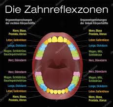 Teeth Reflexology Equivalent Organs German Stock Vector