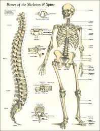 Introductory categorization and display of diagrams of the 206 bones in the human body. Bones Of The Skeleton And Spine Poster Human Skeleton Anatomy Anatomy Bones Skeleton Anatomy