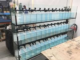 Pin Oleh Kaleigh Bishop Di Betta Ikan Akuarium Akuarium Aquarium