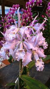Orchids At Tesco Orchids Orchid Show Beautiful Orchids Unusual Flowers