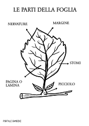 Le piante nella vita degli esseri umani (e degli animali) sono, non solo importanti, ma imprescindibili. Le Parti Della Foglia Con Scheda Stampabile Portalebambini It