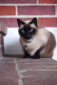 Applehead Siamese Cat Metaphorical Platypus Siamese Cats Siamese Cats Blue Point Cats