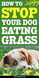 Why Do Dogs Eat Grass Then Vomit It Up In 2020 Dogs Eating Grass Dog Eating Sick Dog
