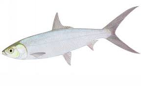 Maybe you would like to learn more about one of these? Bandeng Yummy