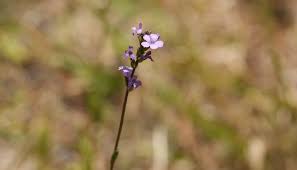 Image result for Buchnera capitata