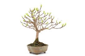 It's the perfect first aid kit for a kitchen windowsill. Choosing A Bonsai Pot For Your Tree Bonsai Empire
