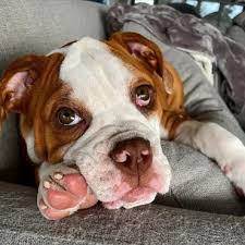 It is described as a very affectionate and dependable animal, gentle with children, but known for its courage and its excellent guarding abilities. Introducing The Healthy Happy Victorian Bulldog K9 Web