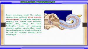 Check spelling or type a new query. Indera Pendengaran Sistem Sonar Pada Makhluk Hidup Ppt Download