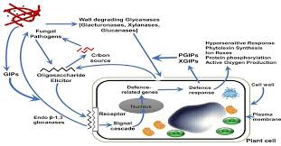 Plant diseases of unknown etiology 23 koch's postulates 26 viruses, viroids, and prions 27 losses caused by plant diseases 29 plant diseases reduce the quantity and quality of plant produce. Pictorial Representation Showing Interaction Of Fungal Pathogens With Download Scientific Diagram