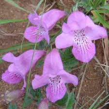 Image result for Dicerocaryum senecioides