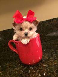 This provides us with the necessary incentive to continue breeding these wonderful, loving and loyal companions. 79 White Teacup Maltipoo Puppies For Sale L2sanpiero