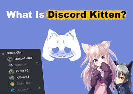 Discord kitten servers