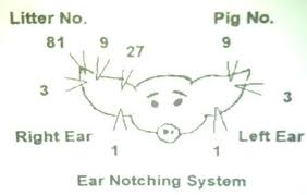 Ear Notching System For Pigs Pigs Animal Science