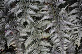 Image result for Athyrium newtonii