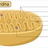 How to identify a plant cell. 3