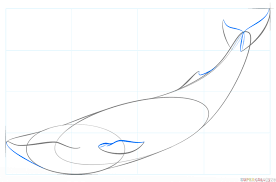 How To Draw A Blue Whale Step By Step Drawing Tutorials Blue Whale Drawing Whale Drawing Whale Sketch