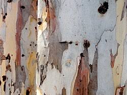 Image result for Eucalyptus camaldulensis