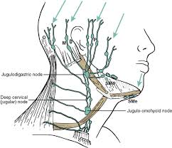 And several minor pairs within the lips, cheeks, and tongue. 8 Systemic Anatomy Of The Head And Neck Pocket Dentistry