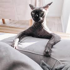 16 Sphynx Cat Pictures That Will Blow Your Mind 2020 Kediler Ve Yavrulari Guzel Kediler Sevimli Kediler
