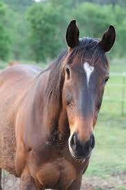 You can find horses for sale from private owners and dealers. Oregon Horse Rescue