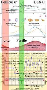 9 Best Basal Body Temperature Chart Ideas Basal Body Temperature Chart Temperature Chart Basal Body Temperature