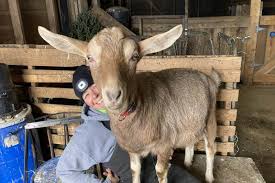 Sign up now to find fans of your favorite movies and shows! Bob The Goat Avoids Date With Butcher Through Acting Gig Provincial News Cape Breton Post
