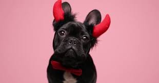 If your french bulldog's eyes are extremely red, the most likely reason is the cherry eye. 1 741 French Bulldog Stock Videos Royalty Free French Bulldog Footage Depositphotos