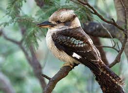 The kookaburra is a member of the tree kingfisher family. Kookaburra Wikipedia