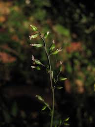 Image result for Pseudechinolaena polystachya