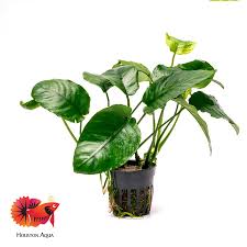 Image result for Astropanax barteri