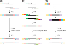 These repeats have potentials to accelerate the evolution of gene. Short Tandem Repeat An Overview Sciencedirect Topics