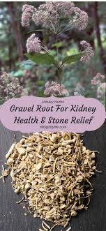 Gravel Root Is A Traditional Herb Used To Address Kidney Stones Water Retention And Abdominal Inflammation Kidney Health Herbs Water Retention Remedies