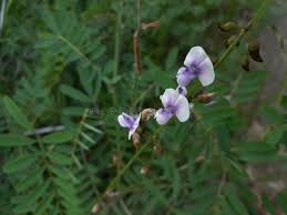 Image result for Tephrosia noctiflora