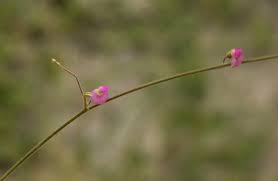 Image result for Tephrosia lupinifolia