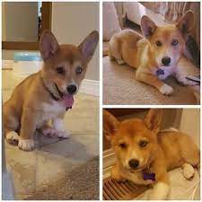 Pawrade connects pawsome people like you with happy, healthy puppies from our respected, prominent breeder relationships we've established over the last 15 years. Pin On Puppies For Sale
