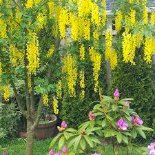 You might be able to find the right choice for your yard among these popular flowering trees. Laburnum Trees For Sale In Ireland Always Best Sale Prices Online