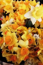 Flower delivery by local florists in launceston. Tas Daffodils Harvest Launceston Community Farmers Market