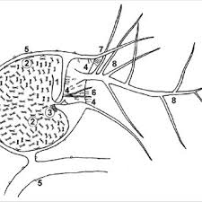 Image result for Utricularia reflexa