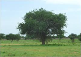 Image result for Balanites pedicellaris