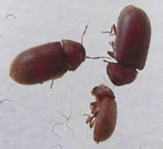Stegobium Paniceum Photo Louis Weitten Www Galerie Insecte Org