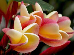 Untitled Bountiful Garden Beautiful Flowers Trees To Plant