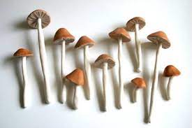 Magic Mushrooms Truffles And Magic Mushrooms Info