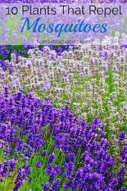 Flowers that keep mosquitoes away. 10 Plants That Repel Mosquitoes Homestead Acres