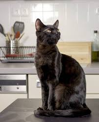 Jumping from the the fridge to the sink, or stove top is highly entertaining to your kitty! Jackson Galaxy On Keeping Your Cats Off The Counters Kitchn